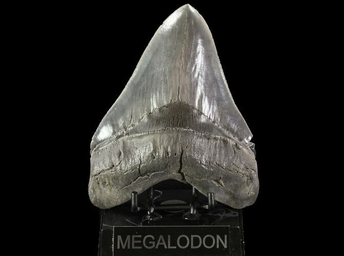 Serrated, Fossil Megalodon Tooth - Collector Quality! #75799